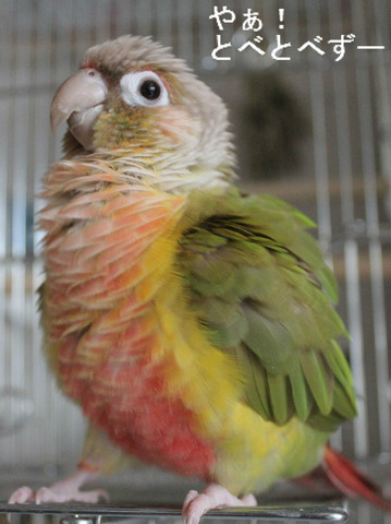 ウロコインコの『もみじ』さん