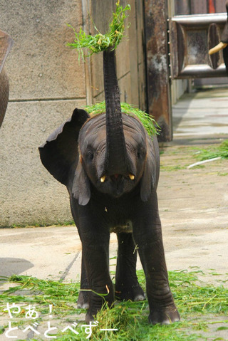とべ動物園アフリカゾウのブログ