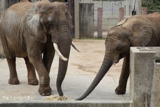 とべ動物園アフリカゾウ:アフ、リカ、媛、砥夢、砥愛