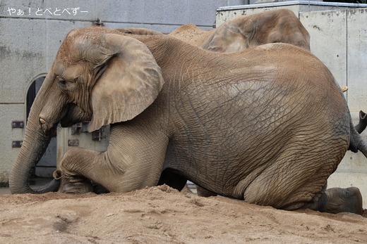アフリカゾウ、アジアゾウ大好きブログ:やぁ!とべとべずー