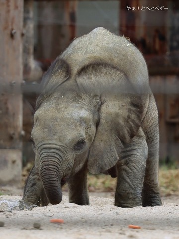 マルミミゾウの赤ちゃんに会ってきた♪やぁ!とべとべずー