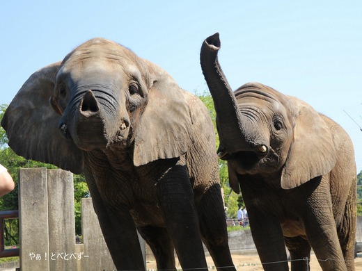 とべ動物園アフリカゾウのブログ：やぁ！とべとべずー