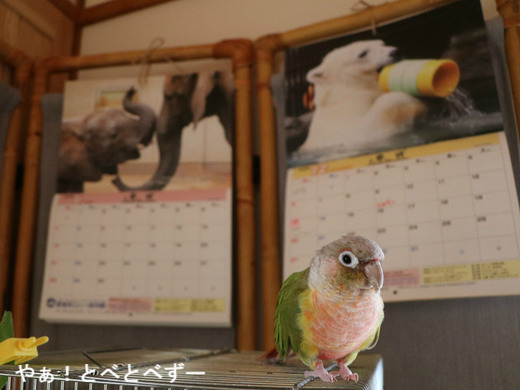 ウロコインコ(パイナップル)の『もみじ』さんのブログ