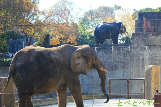 とべ動物園のアフリカゾウとインドゾウ