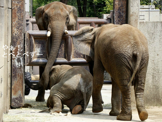 とべ動物園アフリカゾウのブログ