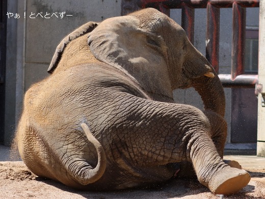 とべ動物園ブログ：やぁ！とべとべずー