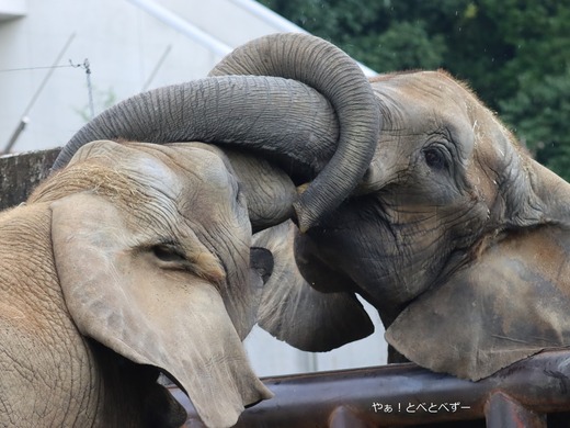 とべ動物園アフリカゾウ：媛ちゃん（メス、１８