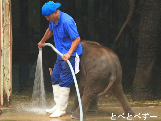 とべ動物園アフリカゾウ中心のブログ：やぁ！とべとべずー