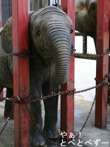 とべ動物園アフリカゾウのブログ:やぁ!とべとべずー