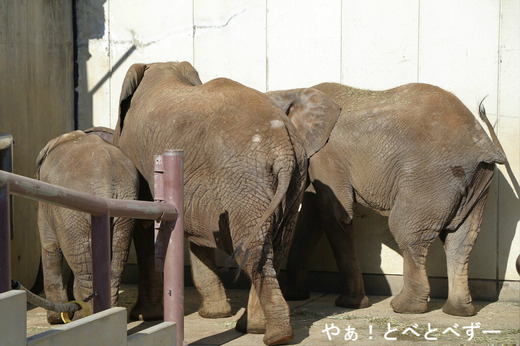 とべ動物園アフリカゾウ:アフ、リカ、媛、砥夢、砥愛