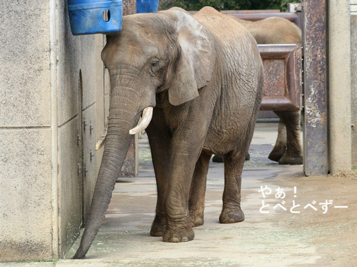 とべ動物園アフリカゾウ：リカ母さん（メス、推定３４歳）