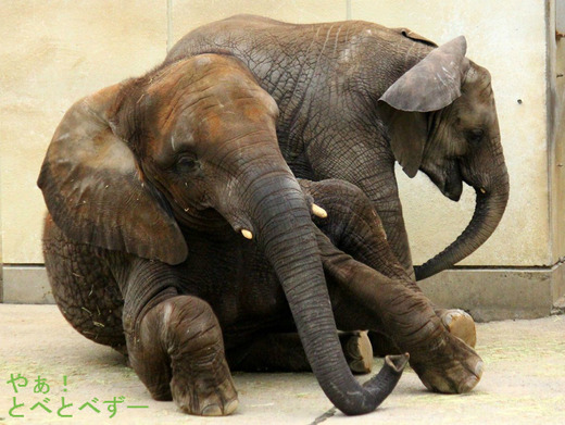2016.4.14に亡くなったアフリカゾウのアフくんの娘達:媛、砥愛