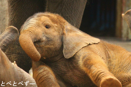 とべ動物園イベント情報：人工哺育で成長した媛ちゃんの誕生会