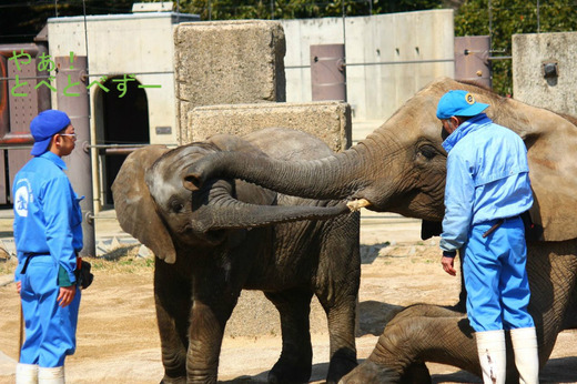 とべ動物園ブログ：アフリカゾウ、ピース、ライオン、ペンギン