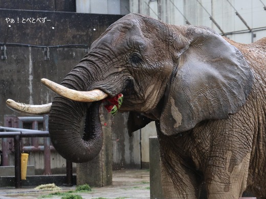 アフリカゾウ(サバンナゾウ)大好きブログ:やぁ!とべとべずー