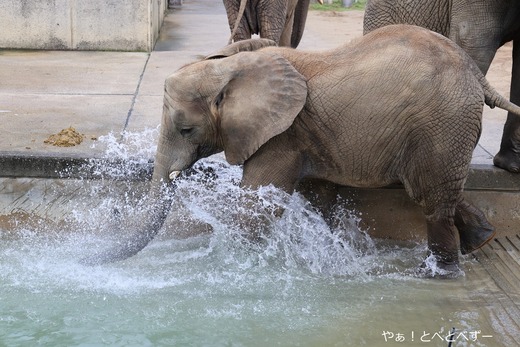 とべ動物園アフリカゾウ：砥愛ちゃん（メス、１２歳）