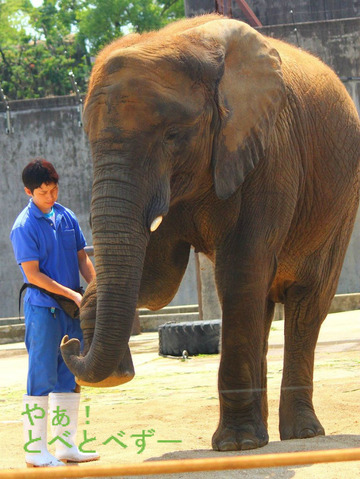 とべ動物園アフリカゾウ：媛ちゃん（メス、９歳）