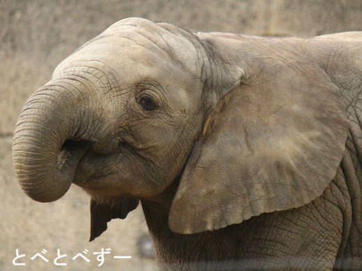 とべ動物園アフリカゾウのブログ：やぁ！とべとべずー