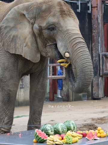 アフリカゾウの媛ちゃんのお誕生会＠愛媛県立とべ動物園