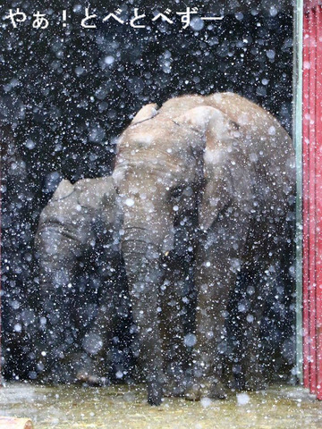 とべ動物園アフリカゾウのブログ