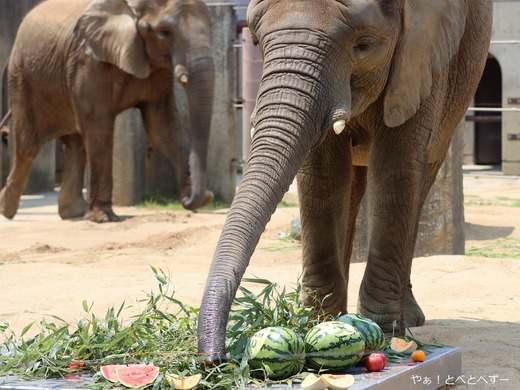 とべ動物園アフリカゾウのブログ:やぁ!とべとべずー