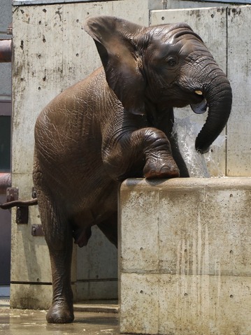 アフリカゾウの写真満載のブログ：やぁ！とべとべずー