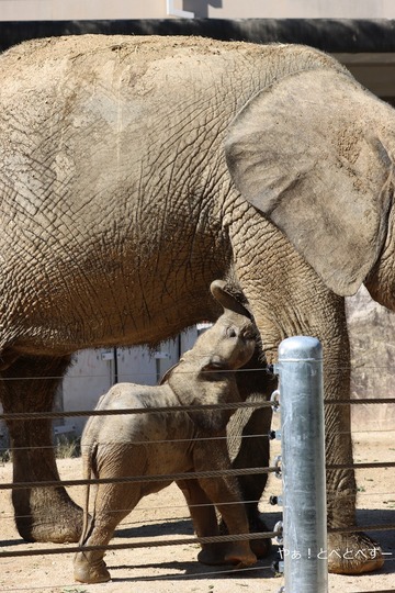 マルミミゾウの赤ちゃんの授乳姿＠広島市安佐動物公園