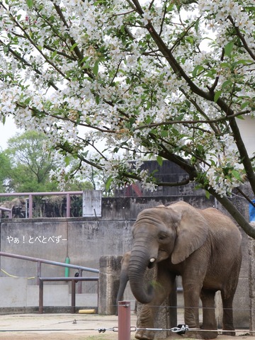 とべ動物園アフリカゾウ:砥愛ちゃん(メス、10歳)
