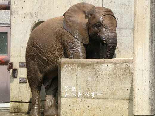 とべ動物園アフリカゾウ:砥愛ちゃん(メス、6歳)
