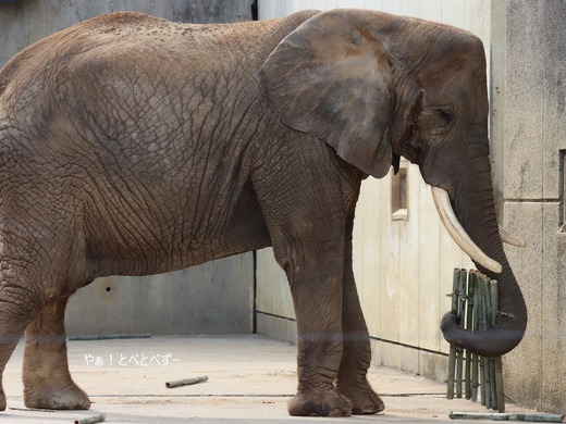 アフリカゾウ大好きブログ:やぁ!とべとべずー
