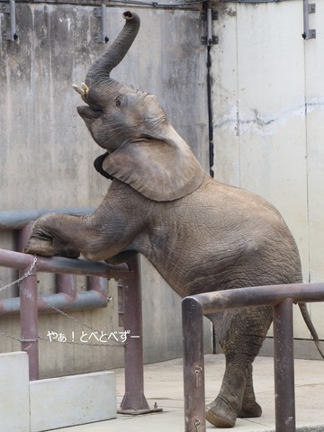 とべ動物園アフリカゾウのブログ：やぁ！とべとべずー