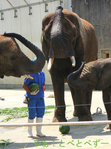 とべ動物園アフリカゾウの家族:アフ、リカ、媛、砥夢、砥愛