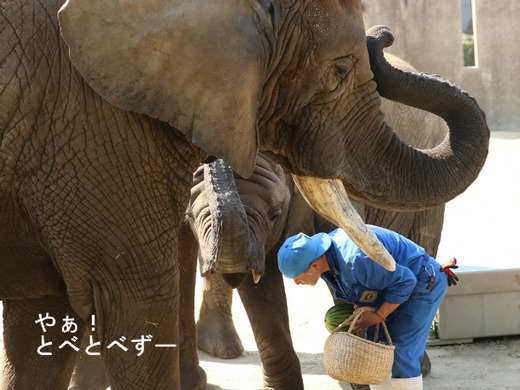 とべ動物園アフリカゾウ：日本一のお母さんゾウのリカさん