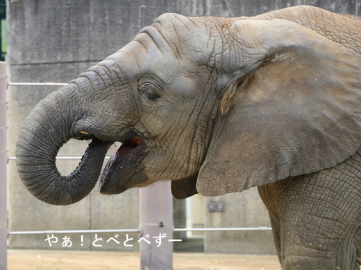 アフリカゾウの写真満載のブログ：やぁ！とべとべずー