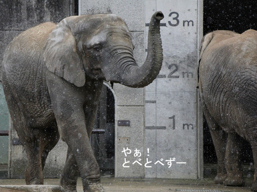 とべ動物園ブログ：やぁ！とべとべずー