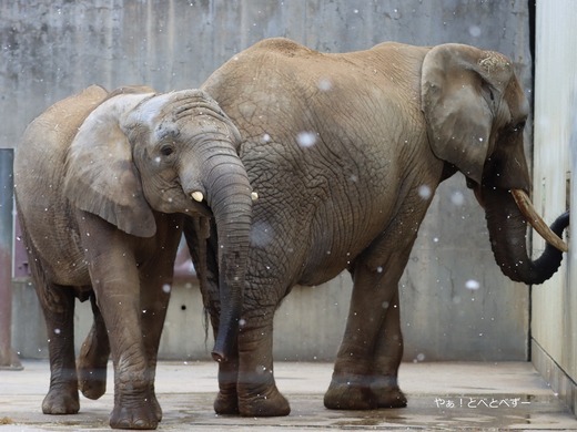 とべ動物園アフリカゾウのブログ:やぁ!とべとべずー