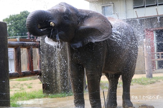 アフリカゾウ写真家:矢野賢一(やぁ!とべとべずー)