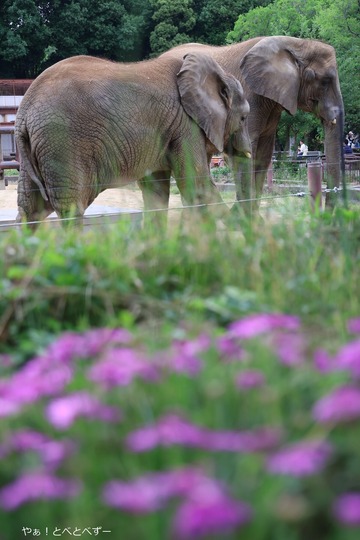 とべ動物園アフリカゾウの姉妹:媛、砥愛