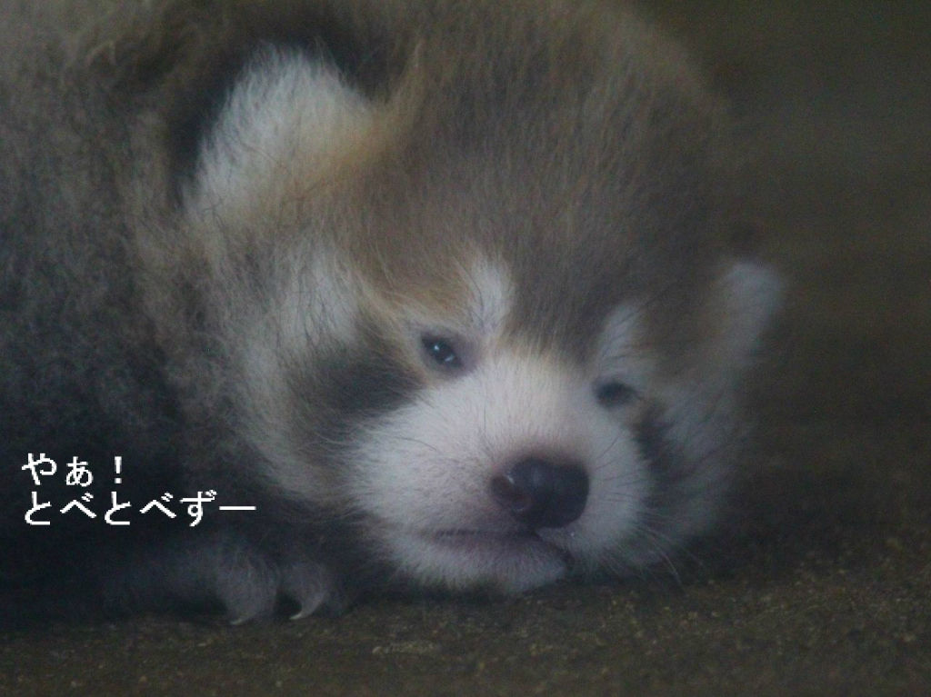臨時増刊号 レッサーパンダの赤ちゃん誕生15 やぁ とべとべずー与茂駄 よもだ くあとろ とべ動物園で暮らすアフリカゾウのブログ 臨時増刊号 レッサーパンダの赤ちゃん誕生15 やぁ とべとべずー与茂駄 よもだ くあとろ とべ動物園で暮らすアフリカゾウのブログ