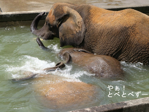 日本で唯一アフリカゾウの子象が見られる愛媛とべ動物園