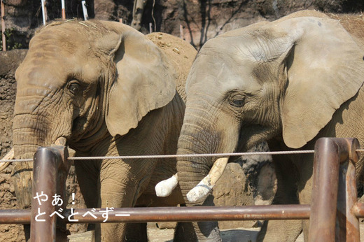 多摩動物園アフリカゾウのブログ：やぁ！とべとべずー