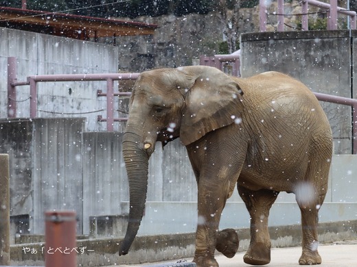 人工哺育で育ったアフリカゾウの媛＠愛媛県立とべ動物園