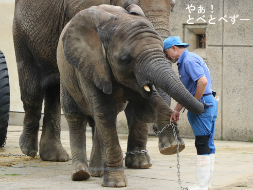 ゾウの飼育方法：直接飼育を実施する愛媛県立とべ動物園