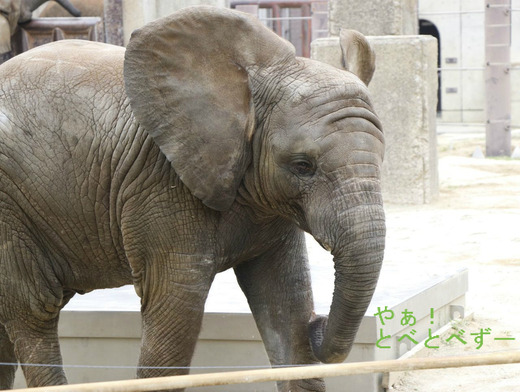 アフリカゾウの子象の砥愛（とあ）ちゃん