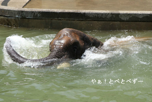 プールで泳ぐアフリカゾウのリカさん