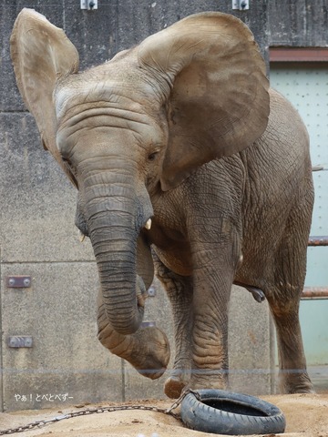 アフリカゾウ、アジアゾウ大好きブログ:やぁ!とべとべずー
