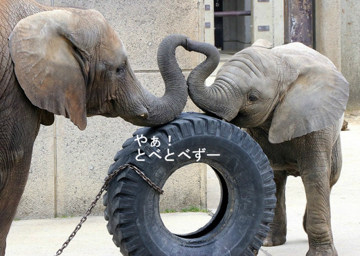 第6回とべ動物園写真コンクール:入選♪