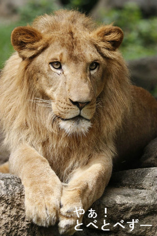 とべ動物園：ライオンの柑太郎（かんたろう）