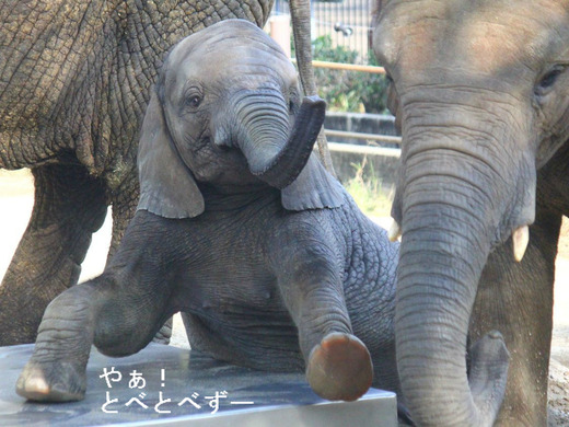多摩動物公園の砥夢くんの姉妹:媛ちゃん(姉)、砥愛ちゃん(妹)
