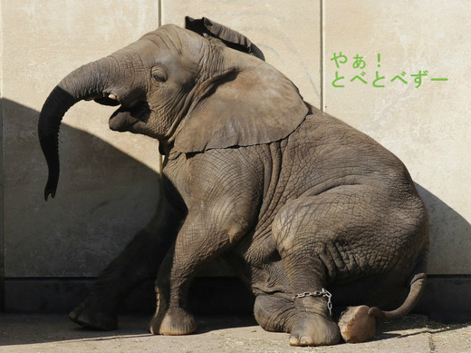 とべ動物園アフリカゾウ:砥愛ちゃん(メス、4歳)